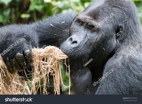 500 Gorilla Eating Banana Images, Stock Photos & Vectors | Shutterstock