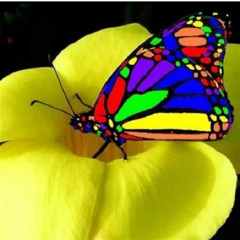 Rainbows And Butterflies