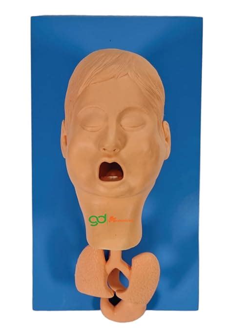 GD ANATOMICALS® Intubation Model | Airway Management Trainer Intubation ...