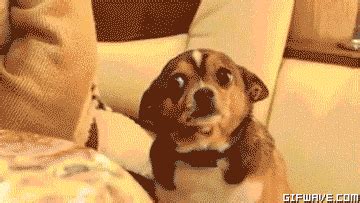 Image result for Meme JavaScript Eqal