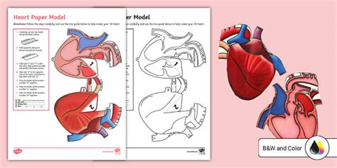 Human Heart Cross-section 3D Paper Craft