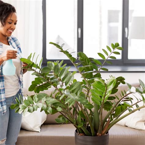 ZZ Plant Care and Maintenance Tips