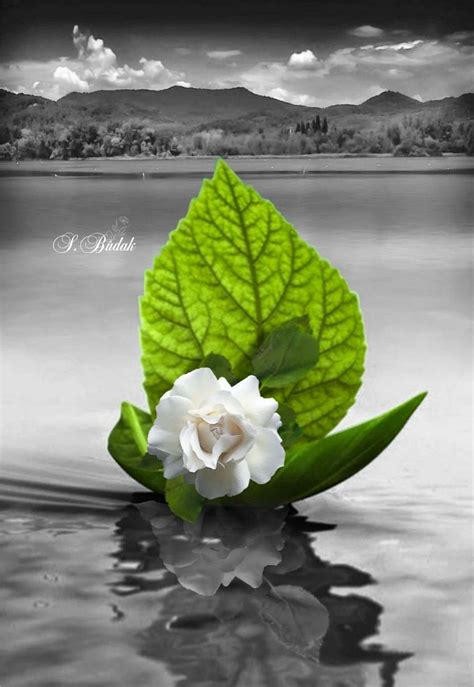 Image result for Color Splash Photography