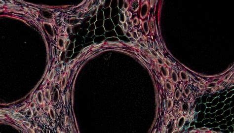 Scientists grow 3D lungs from human stem cells for first time ever ...