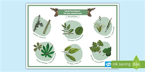 New Zealand Leaf Shapes Poster | Living World Resources