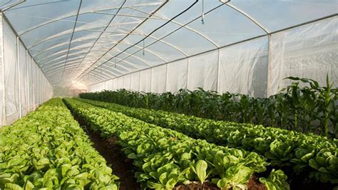 Organic Produce Distributors 的图像结果