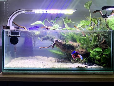 What Fish Can Live With Bettas In A 5 Gallon Tank? - Aquariumia