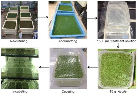 Interspecific Variability in Growth Characteristics and ...