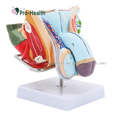 Male Genital Organ Anatomy Model Reproductive System Male Pelvic Muscles Model Pelvic Testis ...