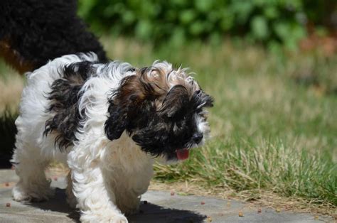 Colors - Best Cockapoos