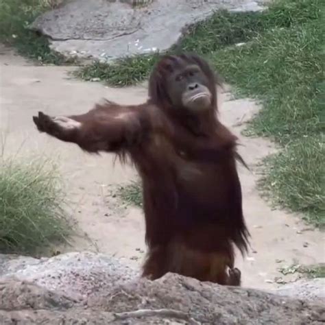 Lion Screaming at Monkey