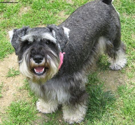 Miniature Schnauzer - Pictures, Information, Temperament ...