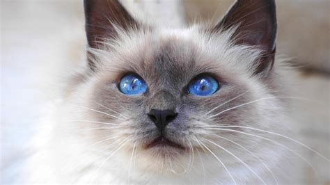 Image result for Ragdoll Engine GUI Script