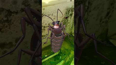 Image result for Dancing Cockroach Concert