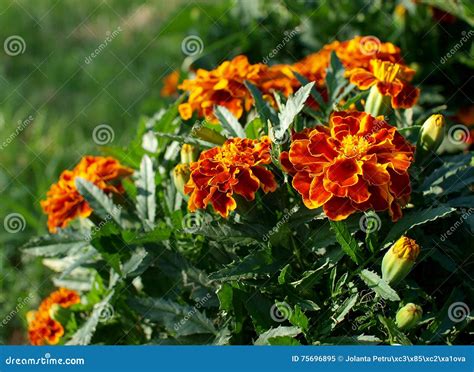 Orange marigolds stock image. Image of marigolds, green - 75696895