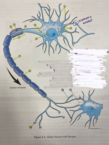 motor neuron with synapse Flashcards | Quizlet