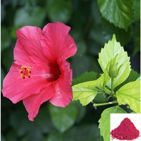 MSK Traders Hibiscus Flower Powder - 50 GM | Natural Herbal Supplement ...