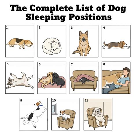 Dog Sleep Positions Explained: What They Say About Your Pet – Happy ...