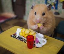 Image result for Hamster Wallpaper