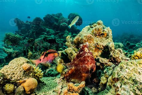 Octopus king of camouflage in the Red Sea, Eilat Israel 3008964 Stock ...