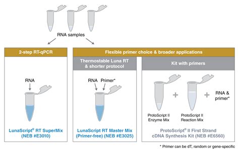 cDNA Synthesis Protocol 的图像结果
