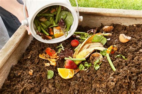 How Do Shells Form 的图像结果