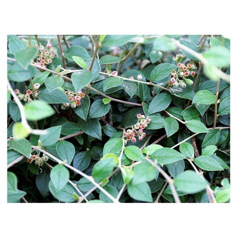 Cotoneaster franchetii | Seeding