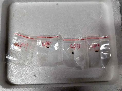 Chinese Nationals Arrested for Smuggling Crop-Killing Fungus In The ...