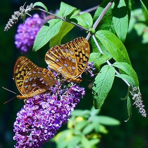 The Butterfly Bush, a Favorite Nectar Source for Butterflies