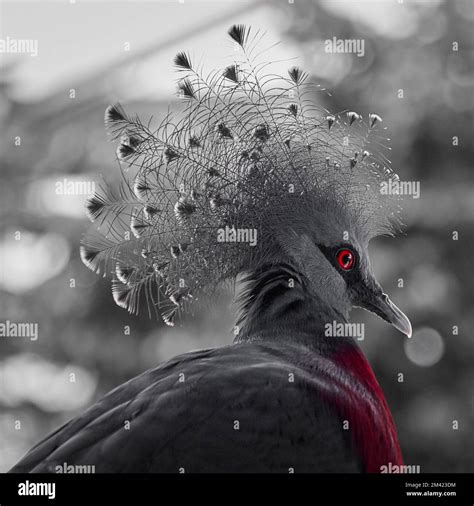 blue turquoise Victoria crowned pigeon, Latin Goura victoria, with a very beautiful fine feather ...