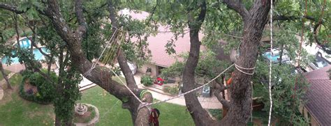 Image result for How to Bilde a Tree Nete