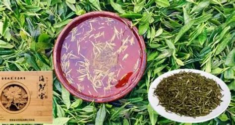 贵州省毕节市茶产业高质量发展研讨会召开_贵州百里杜鹃瑞禾生态农业投资集团有限公司