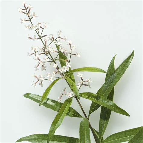 Aloysia triphylla 'Lemon Verbena' Plant | Lemon Verbena – Easy To Grow ...