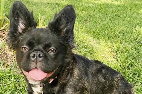 10 Must-Know Facts About Long-Haired French Bulldogs