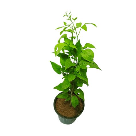 Buy Bel Patra Plant Online | Manbhawan Nursery