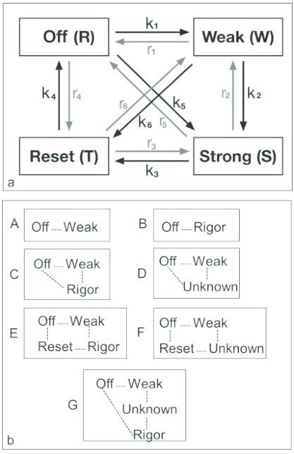 Image result for Crossbridge Cycle Model