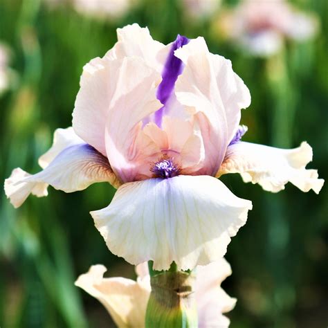 Reblooming Bearded Iris Bulbs for Sale | Large Iris Rhizomes – Easy To ...