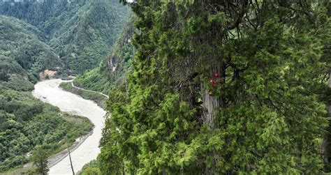 Tallest Native Tree 的图像结果