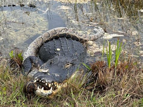 Image result for Great Python Aligator