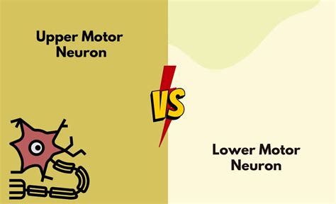 Image result for Upper Motor Neuron Model