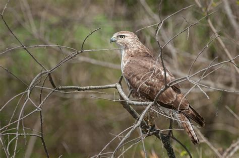 Juvenile Red-tailed Hawk Cooling Off — Todd Henson Photography