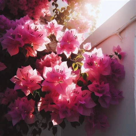 Shop Peppero Online: Discover Premium Indoor & Outdoor Plants, Gardeni