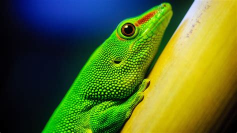 Image result for Python Web Scraping Environment