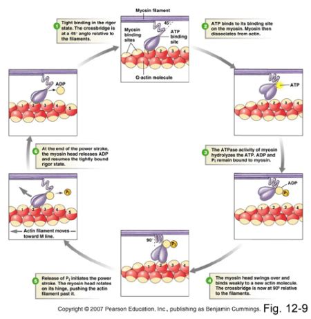 Image result for Muscle Contraction Process Animation