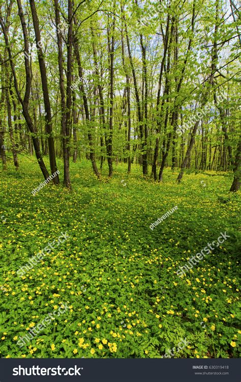Beautiful Spring Forest 的图像结果