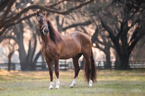 Paso Fino Horse Wallpapers - Wallpaper Cave