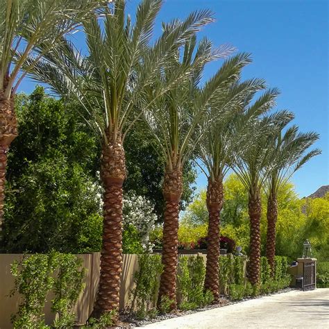 Phoenix Dactylifera Date Palm - Date Palm Trees