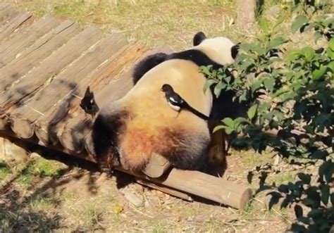萌一脸！棕色大熊猫七仔见雪变身“雪花熊”_图片中国_中国网
