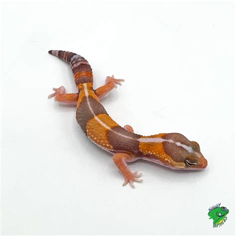 Tangerine Albino Leopard Gecko