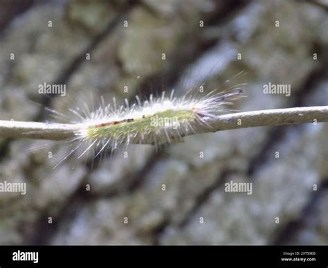 White-marked Tussock Moth (Orgyia leucostigma) Insecta Stock Photo - Alamy